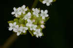 Beaked cornsalad